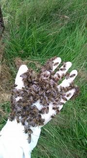 8 july bees on hand 1st time 2